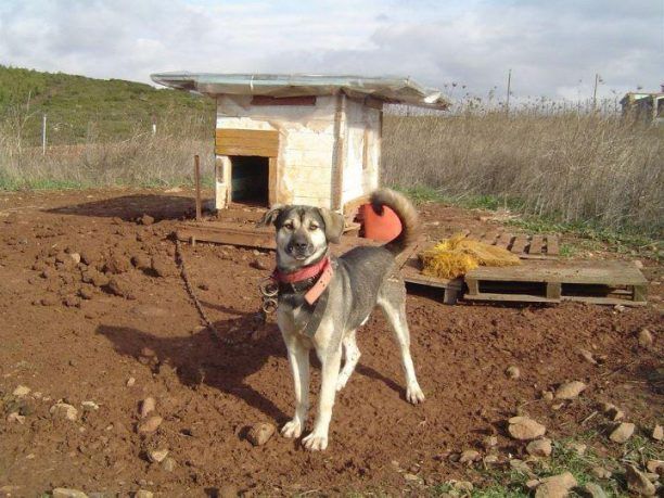 Επείγει να μεταφερθούν 4 σκυλιά λόγω ψύχους από το καταφύγιο της Χατζηαντωνάκη στη Σουρωτή Θεσσαλονίκης